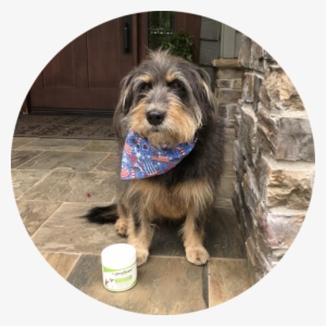 This Beautiful Girl Is "penny" - Morkie #736422