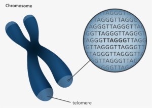 Illustration Showing The Position Of Telomeres At The - Chromosome Telomeres #736508