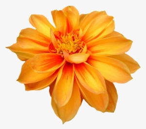Dahlia Flower Png Orange Transparent Image Png Images - Transparent Background Flower Png #736704