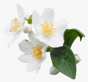 Png Jasmine Flower Transparent Jasmine Flower - Ancient Wisdom Jasmine Dilute Essential Oil - 10ml #736803