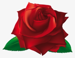 View Full Size - Single Rose Flowers Png #736973