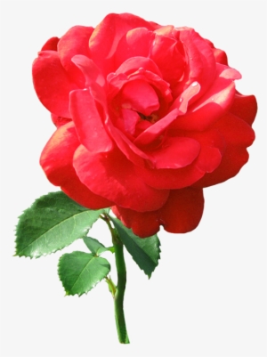 Single Red Rose With Dew Drops - Rose Clip Art #737286
