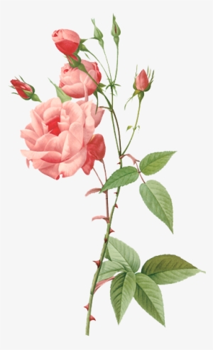 Rosa Indica Vulgaris Poster Print By Pierre Redoute #737288