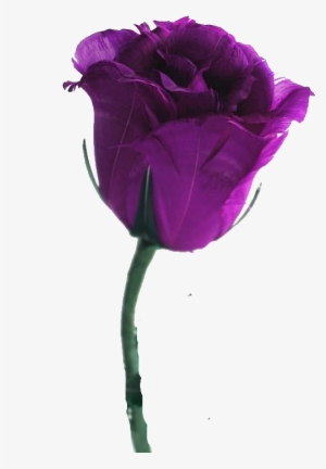 Single Stem Rose Png For Kids - Green And Purple Rose #737747