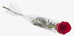 Valentine Single Roses #737770