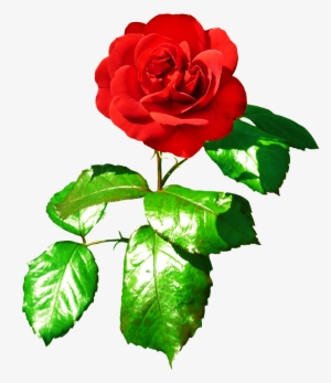 Red Rose Png Transparent Red Rose Png Image Free Download Pngkey