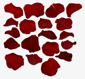 Single Red Rose Png Single Rose Petal Png - Rose Petal Transparent Background #738135