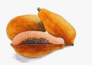 Papaya Drawing Watercolor - Watercolour Papaya #738464