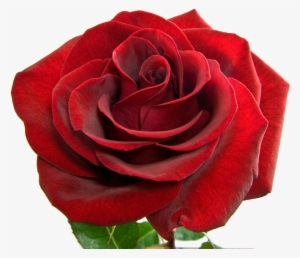 She Has Also Left Us With Quite A Legacy - Floribunda #738515