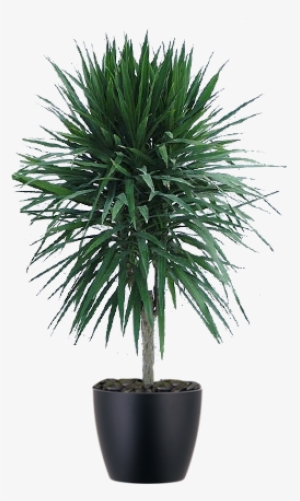 Standard Form Dracaena Tarzan Plant In Black Pot - Flowerpot #738657