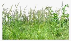 Tall Grass Png - Tall Grass Grass Png #738980
