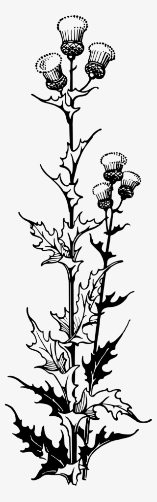 This Free Icons Png Design Of Thistle 2 #7300811