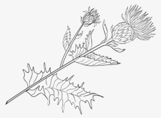 Thistle Png #7301178 Thistle Png #7301178