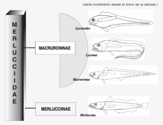 Clasificación De La Familia Merlucciidae #7302207