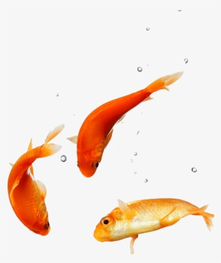 Peixe Aquario Png #7302847
