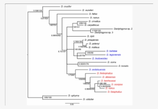 Phylogenetic Tree Of Dactylogyrus Species Belonging #7303160