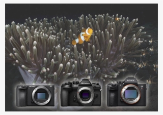 Mirrorless Cameras #7305218