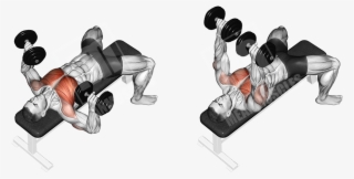 Flat Dumbbell Bench Press #7309453