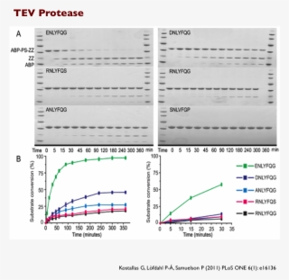 Everything You Need To Know About Cleavage Enzymes #7311327