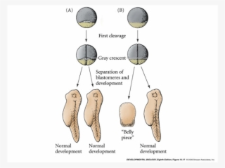 2 First Cleavage Gray Crescent Separation Of Blastomeres #7311507