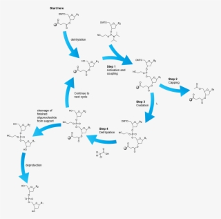 The Phosphoramidite Oligonucleotide Synthesis Cycle #7312625