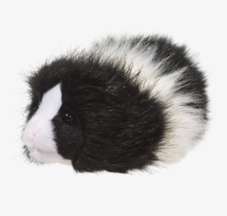 Douglas Angora Guinea Pig #7314481