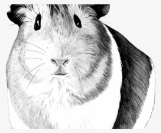 Guinea Pig Png #7314549