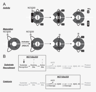 Model For The Dual Role Of Glu 333 Of Nct In Both Secretase #7319440