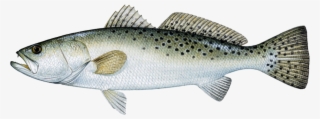 Speckled Trout #7329642