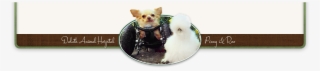 Lesser Dog Png #7337506 Lesser Dog Png #7337506