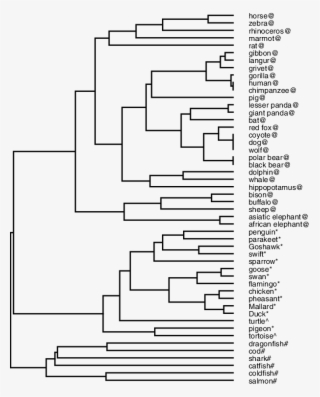 Phylogenetic Tree Of 50 Beta-globin Proteins Constructed #7337632