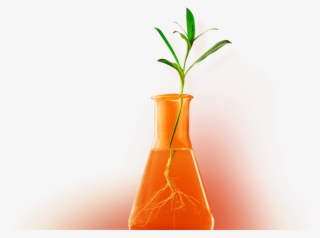 Plant In A Test Tube To Represent Growth Through Marketing #7338818