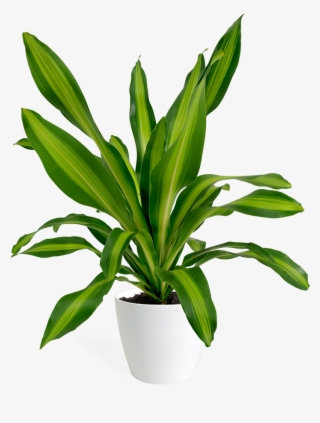 Giganta Png #7339462 Giganta Png #7339462