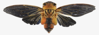 Double Drummer Cicada Transparent #7340875