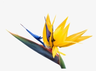 Caudata, Flower, Bird Of Paradise Flower, Strelitzia #7344631