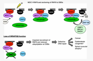 Schematic Model Of Wrap53b Function In The Ddr Pathway #7346765