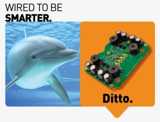 Dolphins Are Considered To Be One Of The Most Intelligent #7348977