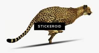 Cheetah #7353789