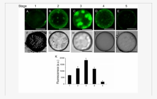 Changes In Sphingolipid Content In Live Protoplasts #7358412
