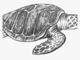 Ridley Png #7360234