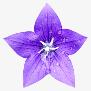 Fleur Detouree Platy #7363071