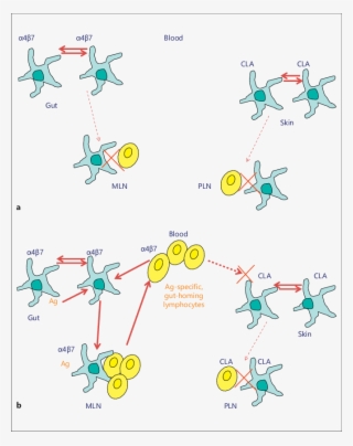Dc/t Cell Circuitry #7363418