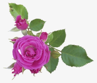 Flores Png Sin Fondo #7365288
