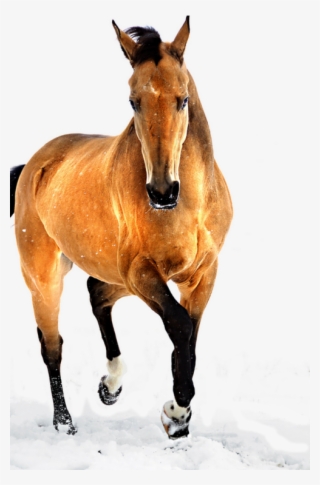 Graceful Fotografía De Caballos, Caballos Salvajes, #7368537