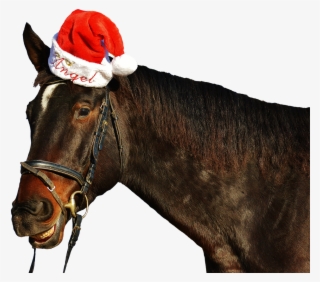 Horse Laugh Grin #7373540