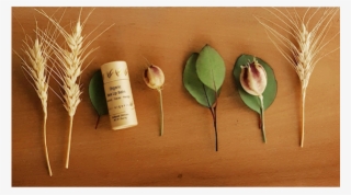 River Organics Is An Independent Beauty Company That #7379402