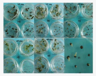 Differences In The Emergence Rates Of The Cultivars #7380667