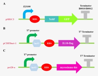 T Neu China A Results 5 #7381249