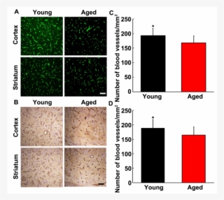 The Number Of Blood Vessels In Young Adult And Aged #7381635