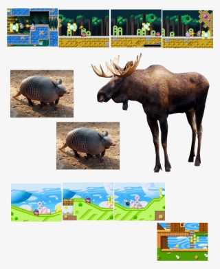 20180910 Nine-banded Armadillo, Moose, Animals Get #7386411